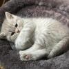 Scottish Fold Kittens