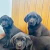 AKC registered chocolate Lab puppies ready for pick up