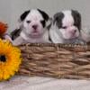 AKC English Bulldog Puppies