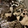 AKC German Shorthaired Pointer puppy’s