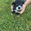 Australian Shepherd puppy