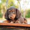 Miniature Dachshund Litter Ready to Go Home