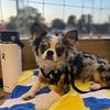 AKC STUD ONLY - Merle chihuahua