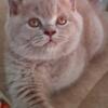 NEW Elite British kitten from Europe with excellent pedigree, female. NOV Michelle