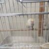 Love bird female for sale