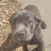 16 week old Cane Corso Puppies King William, Virginia