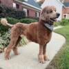 Standard Poodle Stud Red