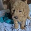 ( 2.5 month old )  Male Goldendoodle puppy