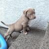 American bully puppies