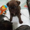 pug/Boston terrier puppies.5 weeks old. NEW PHOTOS ARE UP.