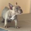 Exotic Bully puppies Florida ready to go home