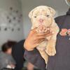 English Bulldogs Puppies -Healthy Happy and gorgeous