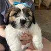 Bruce- Male Lhasa Apso Puppy