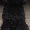 F1b goldendoodles