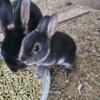 Mini rex bunnies