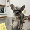 French Bulldog Puppy