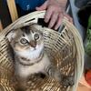 Scottish fold girl 3 months old Berry