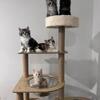 Purebred Maine Coon Kittens — The Perfect Christmas Gift!