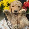 Goldendoodles - standard size, CKC registered