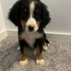 AKC Bernese Mt Dog Puppies