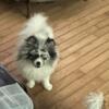 Merle, Parti, Pomeranian puppy Georgia