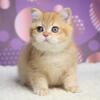 NEW Elite British kitten from Europe with excellent pedigree, male. NY Angel