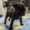 Boston/Pug (Bug) puppy