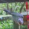 Blue pallid male quaker available