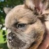 AKC female fluffy Frenchie