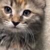 Mainecoon Mix Kitten