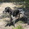 AKC REGISTERED GSP STUD