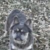 Fluffy French Bulldog