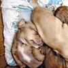 4 weeks old miniature dachshunds 