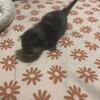 Tuxedo Kittens for sell