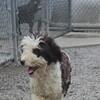 Portuguese water dog reduced price