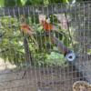 red rumped parrots pair for sale
