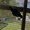 brownhead parrots in south carolina 29437