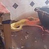 3 yr old Retic