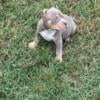 Adorable ABKC American Bully Puppies (REDUCED) Priced to Sell