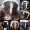 Iso skunk