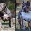 American Bully Puppies!