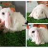 Holland Lop Bunnies 