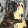 French Bulldog Puppy For Sale