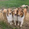 AKC collie