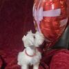 Minature schnauzer Puppies