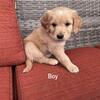 Golden retriever puppies 