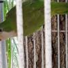 Bonded young pair of Quakers