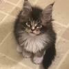 maine coon kittens 