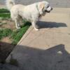 4yr old intact Male Great Pyrenees