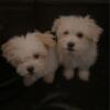 Maltipoo For sale! And need home ASAP